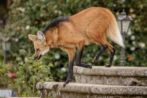 A Maned Wolf in Brazil - Observation of the Week, 8/7/19 · NaturaLista ...