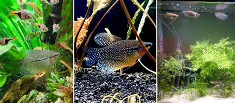 Pearl Gourami Care, Feeding, and Breeding! - Build Your Aquarium