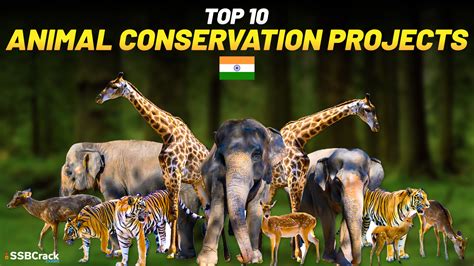 Top 10 Animal Conservation Projects In India [MUST WATCH]