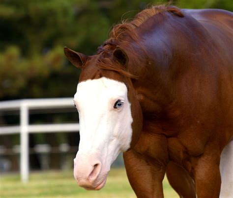 Gunner Makes NRHA History Again - Quarter Horse News