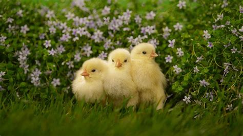 Baby Chicken Wallpapers - Wallpaper Cave