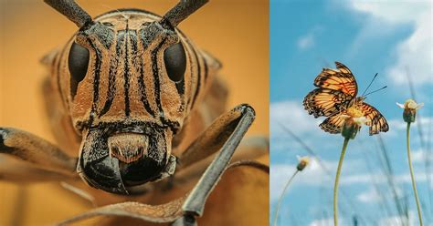 Photographer Uses a Smartphone To Capture Striking Insect Macro Shots ...