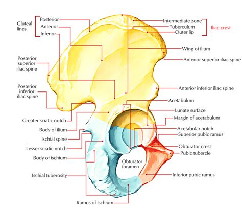 Iliac Crest – Earth's Lab