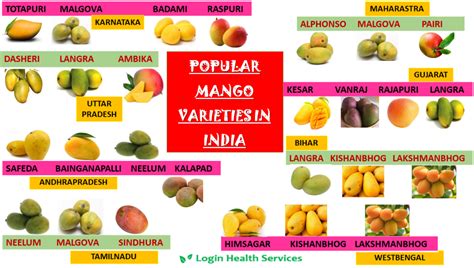 Popular Mango varieties in India – loginhealthservices.in