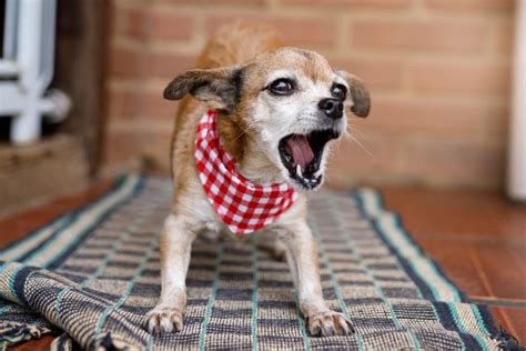 Why is My Dog Barking Excessively in Peoria, IL? | Whitney Veterinary ...