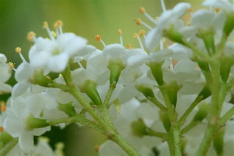 families-Caprifoliaceae – Ohio Plants