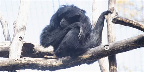 Siamang | Smithsonian's National Zoo and Conservation Biology Institute