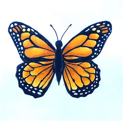 Monarch Butterfly Drawing by Kae Creative Corner - Fine Art America