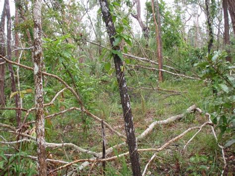 Lowland eucalypt woodland invaded by rainforest species | eAtlas