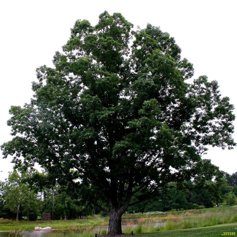 Chinkapin oak | The Morton Arboretum