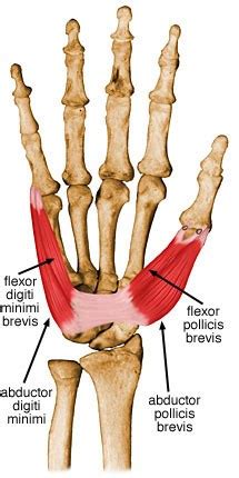 Flexor Pollicis Brevis Origin And Insertion