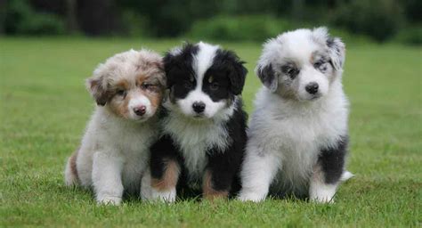 Australian Shepherd Colors - Did You Know All These Colors & Markings?