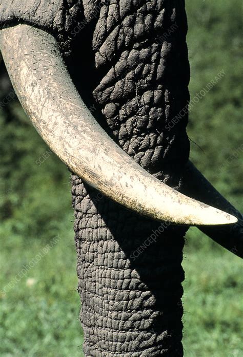 African elephant tusk - Stock Image - Z941/0054 - Science Photo Library