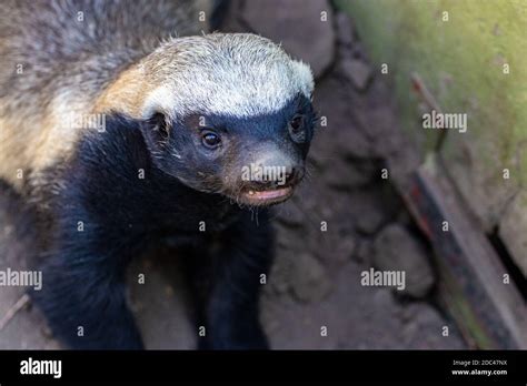 Honey badger eating honey hi-res stock photography and images - Alamy