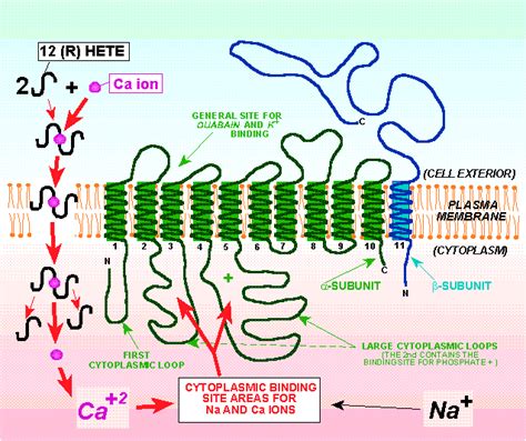 Whikehart, Mol Vis 3:3, 1997. Figure 8