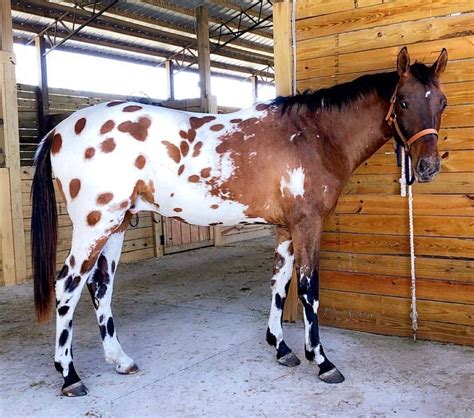 Bay Leopard Blanket Appaloosa Most Beautiful Horses, Pretty Horses ...