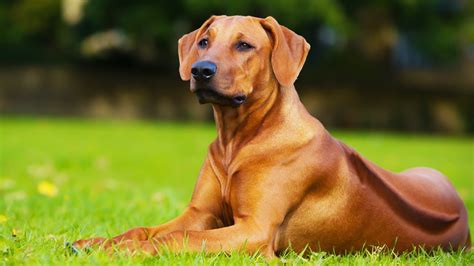 Rhodesian Ridgeback - African Lion Hound - YouTube