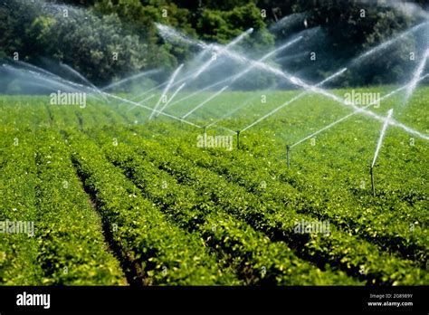 Artificial Irrigation Of A Vegetable Field With Water Sprinklers Stock ...