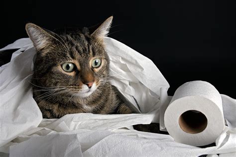 My Cat Has Diarrhea: What’s Causing It And How To Help - CatGazette