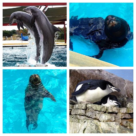 SeaWorld San Antonio Grand Adventure Tour | Free Fun in Austin