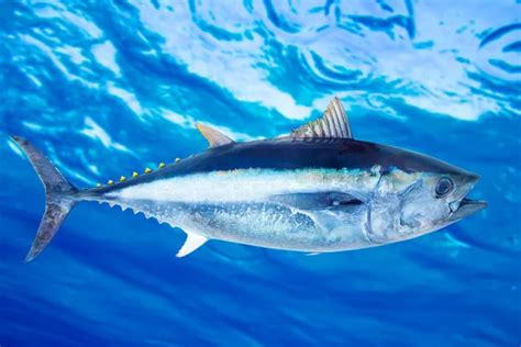 Bluefin tuna Thunnus thynnus fish school underwater — Stock Photo ...