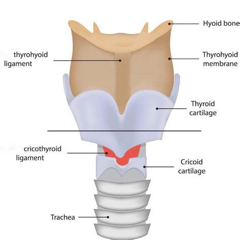 cricoid cartilage – Outlander Anatomy