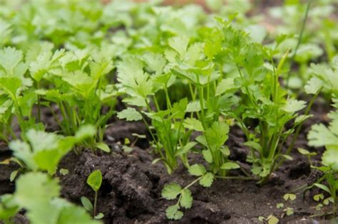 How to Grow Parsley: A Complete Guide - Gro Organic