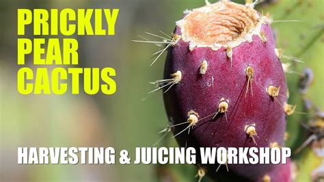 Prickly Pear | Harvesting and Juicing Workshop - YouTube