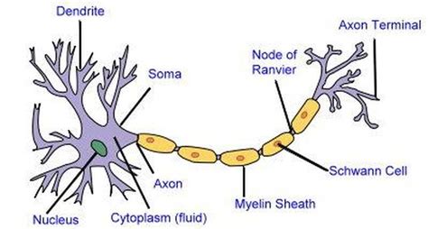 2D labelled diagram - Nerve cell