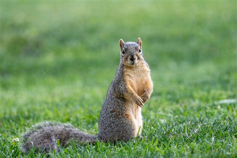 Best Squirrel Names: 400+ Ideas for Your Fuzzy Friend - PetHelpful