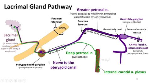 Nasal Cavity, Sinuses and Ear LO - Greater Petrosal - YouTube