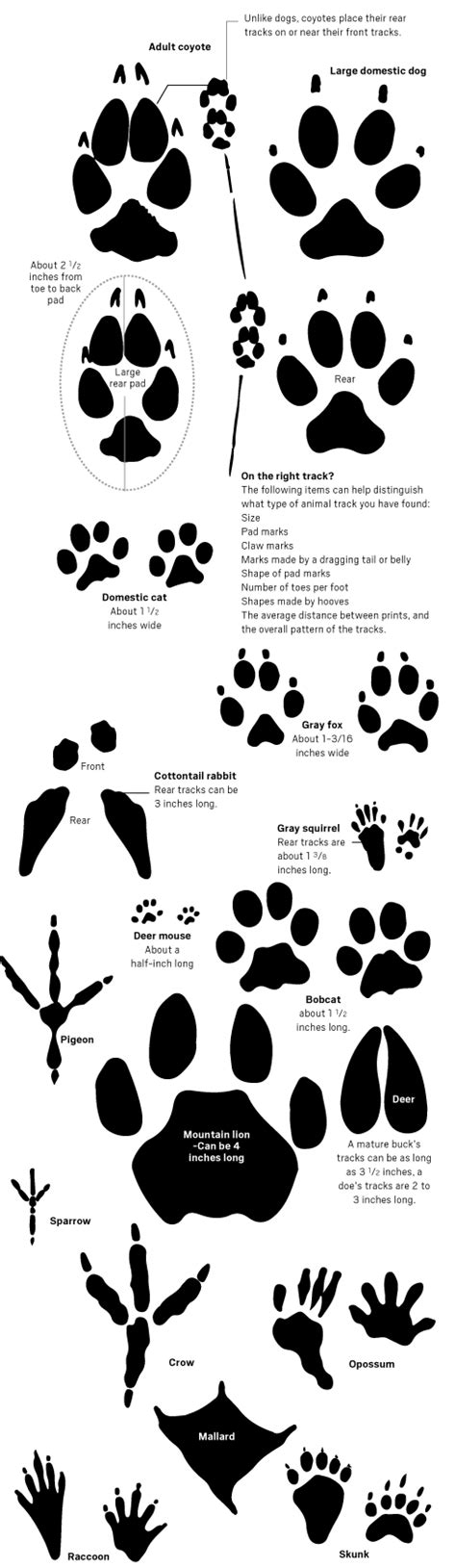 How to recognize a coyote by appearance, paw prints – Press Enterprise