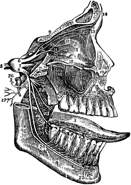 Fifth Cranial Nerve | ClipArt ETC