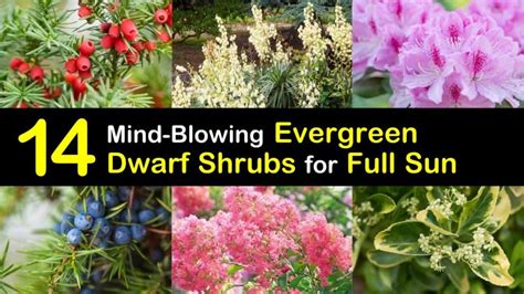 14 Mind-Blowing Dwarf Evergreen Shrubs for Full Sun