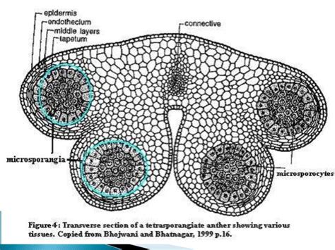 Structure of Anther