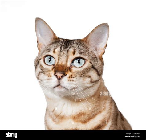 Bengal cats head hi-res stock photography and images - Alamy