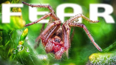 Macro photography of spiders with Sigma 105mm f2.8 macro Art - YouTube