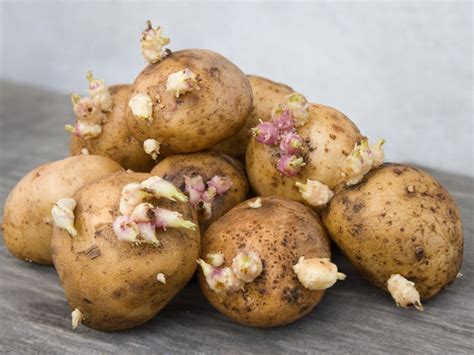 Fungus On Potatoes: Using Potato Fungicides To Prevent Potato Fungus