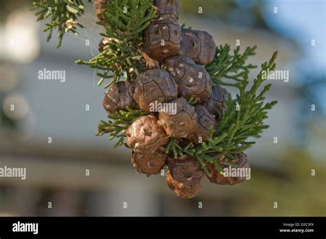 New pine cones growing on a Monterey Cypress Tree in Seaside ...