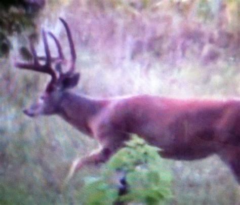 Giant Bucks on Trail Camera! - Big Deer