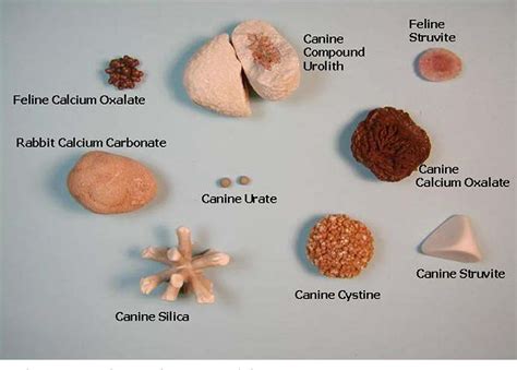 Figure 4 from Canine uroliths: frequently asked questions and their ...