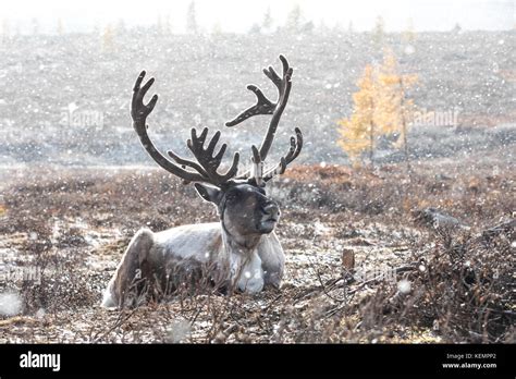 Male reindeer with magnificent antlers lying on the ground during a ...