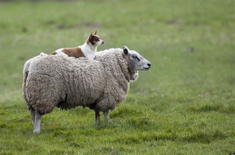 Dog Rides Sheep In The Best Photo You Might See All Day