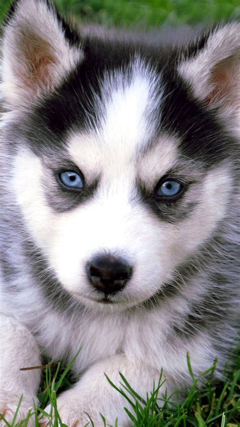 Husky Puppies Wallpapers - Bán Máy Nước Nóng