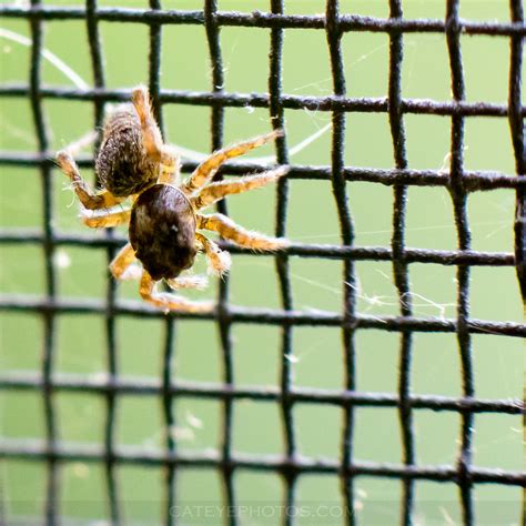 Jumping Spider Behavior Test | I've had the company of a gen… | Flickr