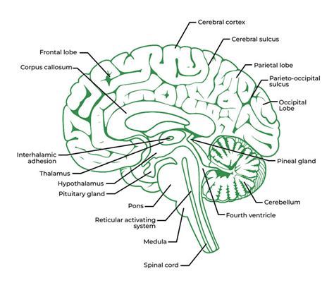 Human Brain - Facts, Functions, Anatomy - GeeksforGeeks