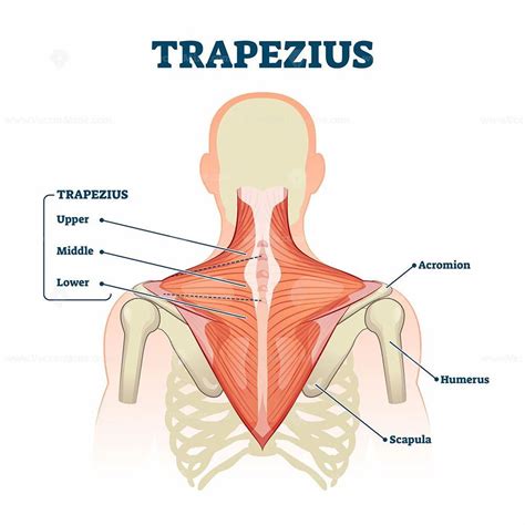 Trapezius muscle labeled medical anatomy structure scheme vector ...