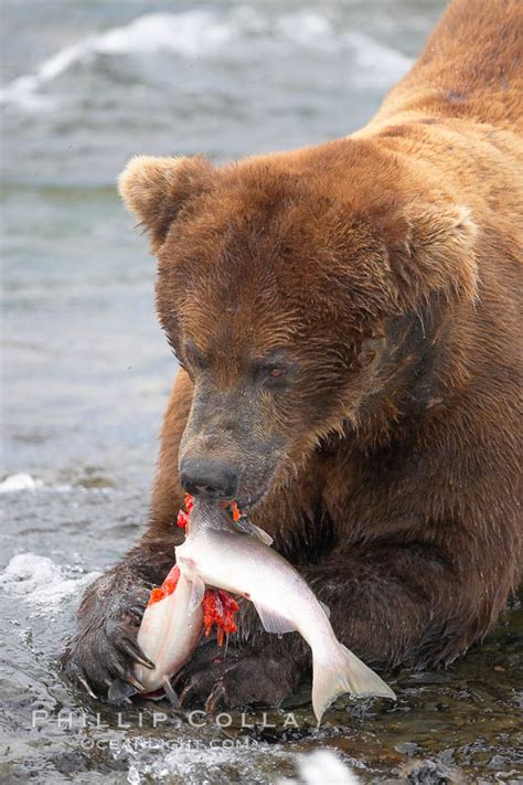 Brown bear eating salmon, Ursus arctos, Brooks River, Katmai National ...