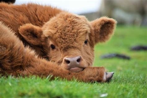 20+ Adorable Photos of Fuzzy Highland Cattle Calves