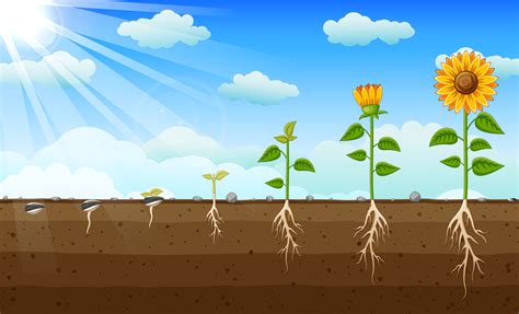 Diagram of Sunflower Growth Stages, Diagram showing how plants grow ...